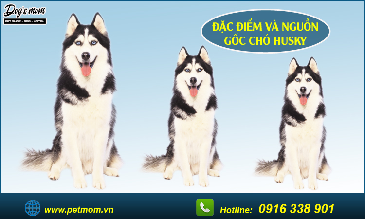 Giống chó Husky