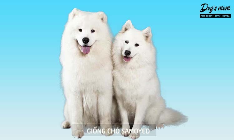 Kinh nghiệm nuôi chó Samoyed 