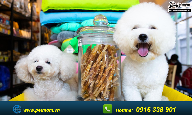 Tìm hiểu về chó poodle